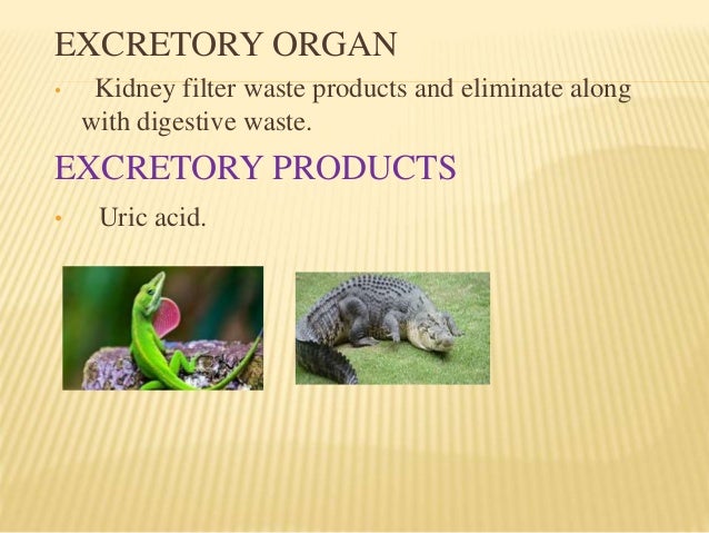 ️ Excretory products of animals. Excretory system. 2019-02-13