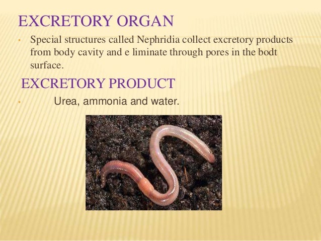 😍 Excretory products of animals. Excretion in Animals, Humans and