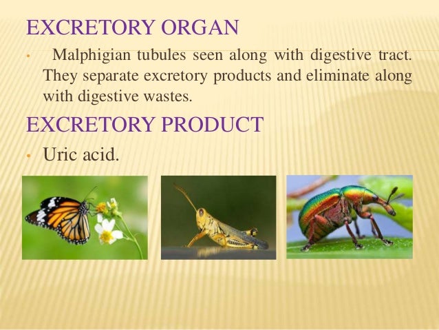 😍 Excretory products of animals. Excretion in Animals, Humans and