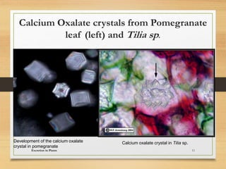 Calcium Oxalate crystals from Pomegranate
leaf (left) and Tilia sp.
Excretion in Plants 11
Development of the calcium oxalate
crystal in pomegranate
Calcium oxalate crystal in Tilia sp.
 