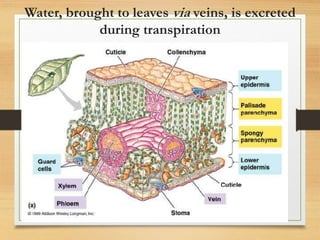 Water, brought to leaves via veins, is excreted
during transpiration
Excretion in Plants 12
 