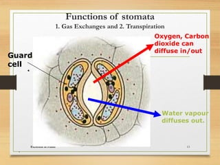 Functions of stomata
1. Gas Exchanges and 2. Transpiration
Excretion in Plants 13
Oxygen, Carbon
dioxide can
diffuse in/out
Water vapour
diffuses out.
Guard
cell
,
 