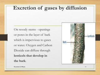 Excretion of gases by diffusion
On woody stems - openings
or pores in the layer of bark
which is impervious to gases
or water. Oxygen and Carbon
Dioxide can diffuse through
lenticels that develop in
the bark.
Excretion in Plants 14
 