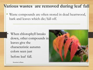 Various wastes are removed during leaf fall
• Waste compounds are often stored in dead heartwood,
bark and leaves which die/fall off.
Excretion in Plants 15
• When chlorophyll breaks
down, other compounds in
leaves give the
characteristic autumn
colors seen just
before leaf fall.
 