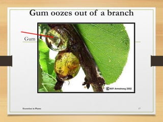 Gum oozes out of a branch
Gum
Excretion in Plants 17
 