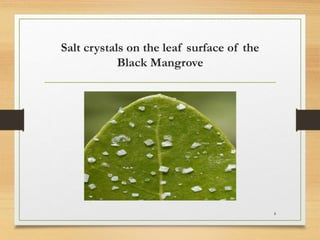 Salt crystals on the leaf surface of the
Black Mangrove
4
 
