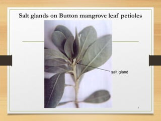 Salt glands on Button mangrove leaf petioles
5
salt gland
 