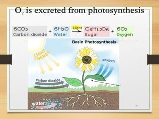 O2 is excreted from photosynthesis
7
 