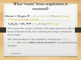 What ‘waste’ from respiration is
excreted?
Glucose + Oxygen  Carbon Dioxide + Water + Energy
released and made available
C6H12O6 + 6O2  6CO2 + 6H2O + Energy
This means that oxygen combines with sugars present in cells to
break molecular bonds, thus releasing the energy contained in
those bonds.
The other products of the respiratory reactions are carbon
dioxide and water, which can be excreted if not needed then by
the plant.
Excretion in Plants 8
 