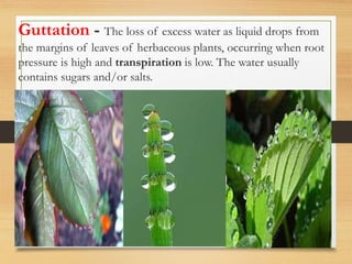 Guttation - The loss of excess water as liquid drops from
the margins of leaves of herbaceous plants, occurring when root
pressure is high and transpiration is low. The water usually
contains sugars and/or salts.
Excretion in Plants 9
 