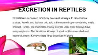 Excretion is performed mainly by two small kidneys. In crocodilians,
snakes, lizards, and tuatara, uric acid is the main nitrogen-containing waste
product. Turtles, like mammals, mainly excrete urea. Their kidneys have
many nephrons. The functional kidneys of adult reptiles are called met
nephric kidneys. Kidneys filters large quantities of blood
EXCRETION IN REPTILES
 