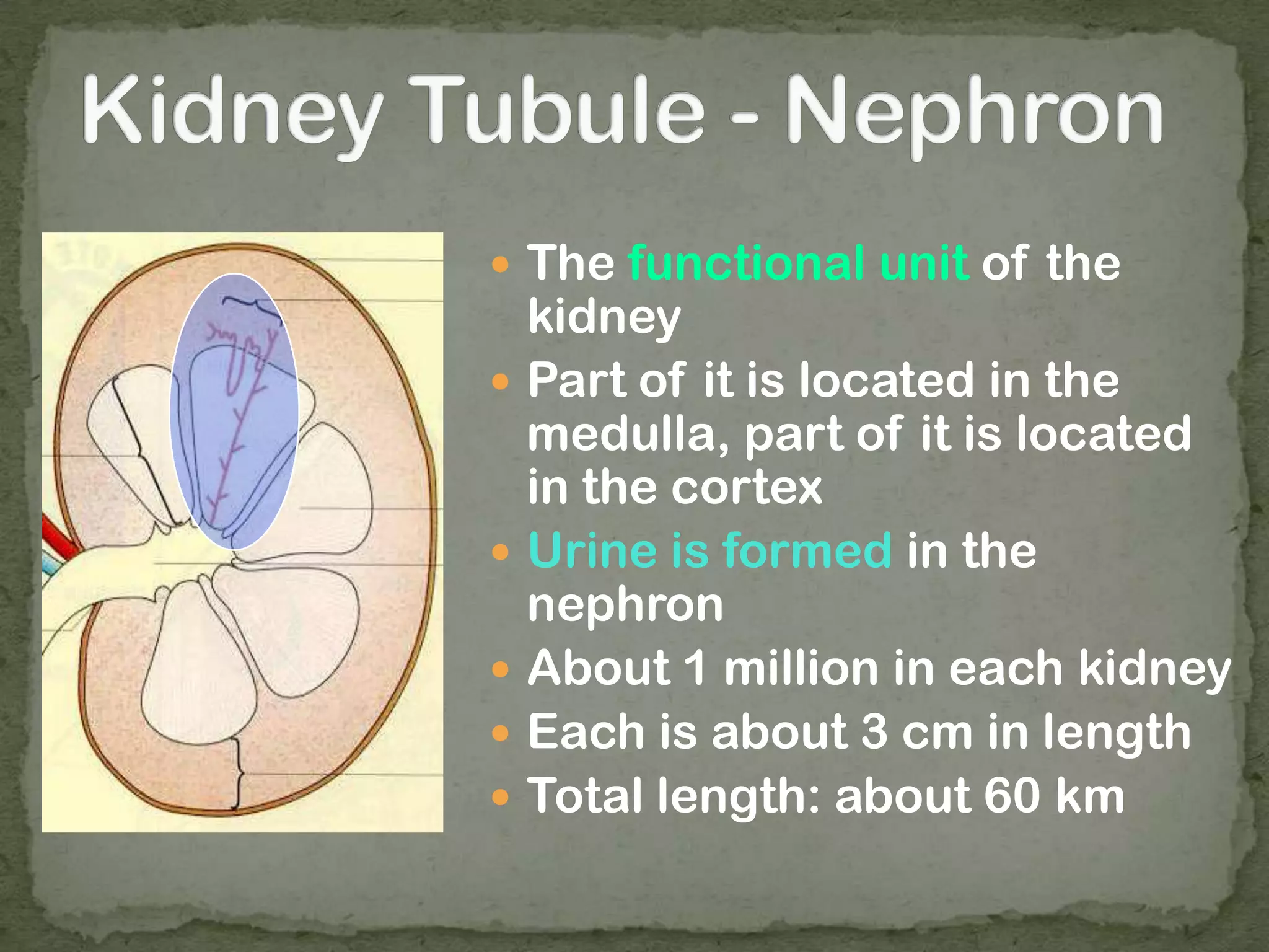  The functional unit of the
kidney
 Part of it is located in the
medulla, part of it is located
in the cortex
 Urine is formed in the
nephron
 About 1 million in each kidney
 Each is about 3 cm in length
 Total length: about 60 km
 