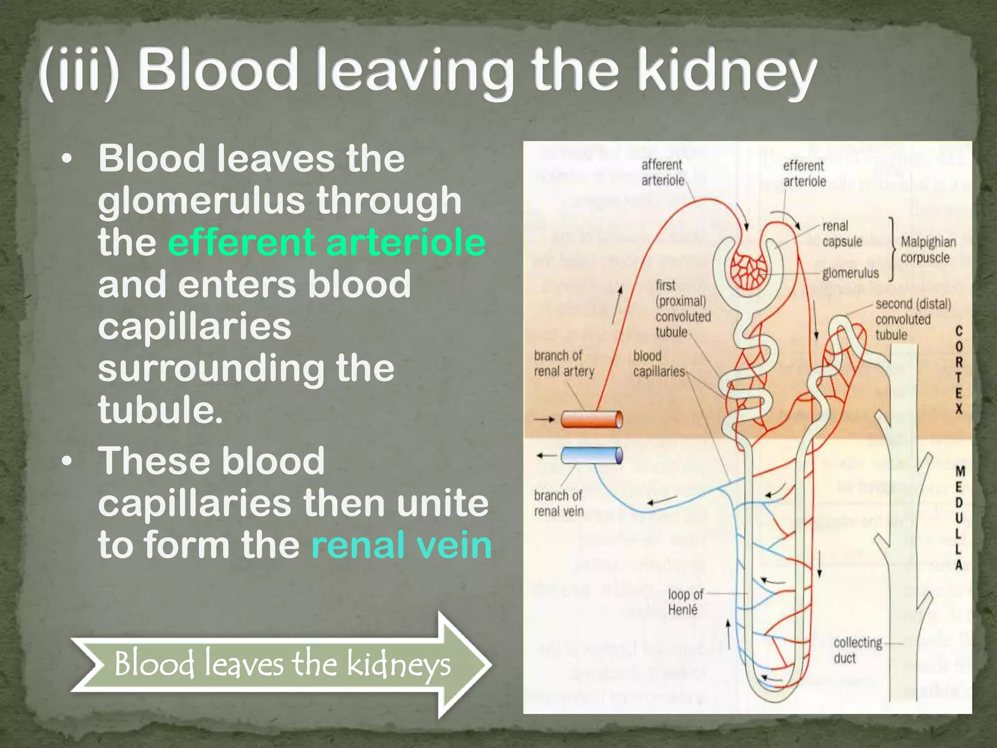 • Blood leaves the
glomerulus through
the efferent arteriole
and enters blood
capillaries
surrounding the
tubule.
• These blood
capillaries then unite
to form the renal vein
Blood leaves the kidneys
 