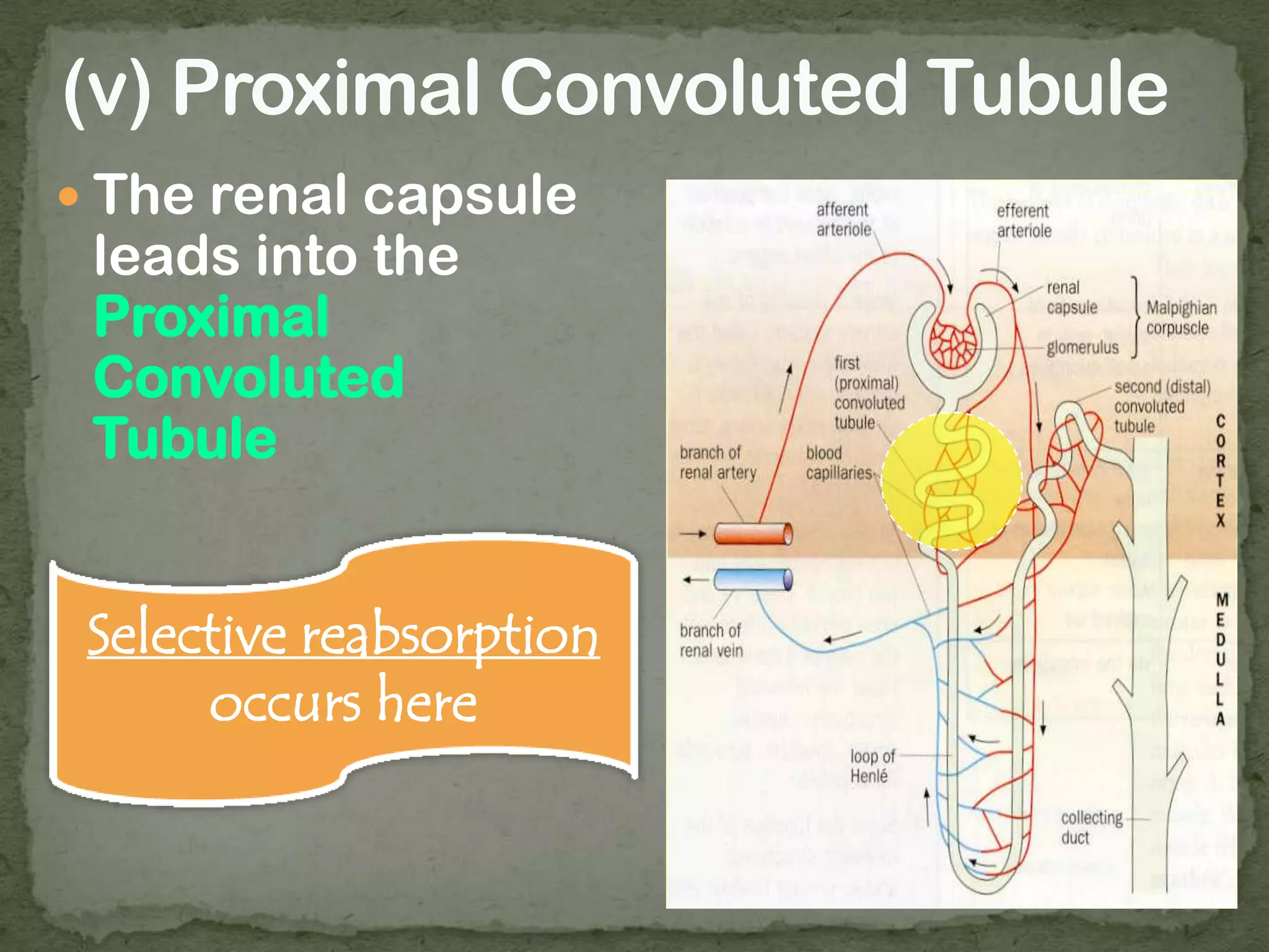  The renal capsule
leads into the
Proximal
Convoluted
Tubule
Selective reabsorption
occurs here
 