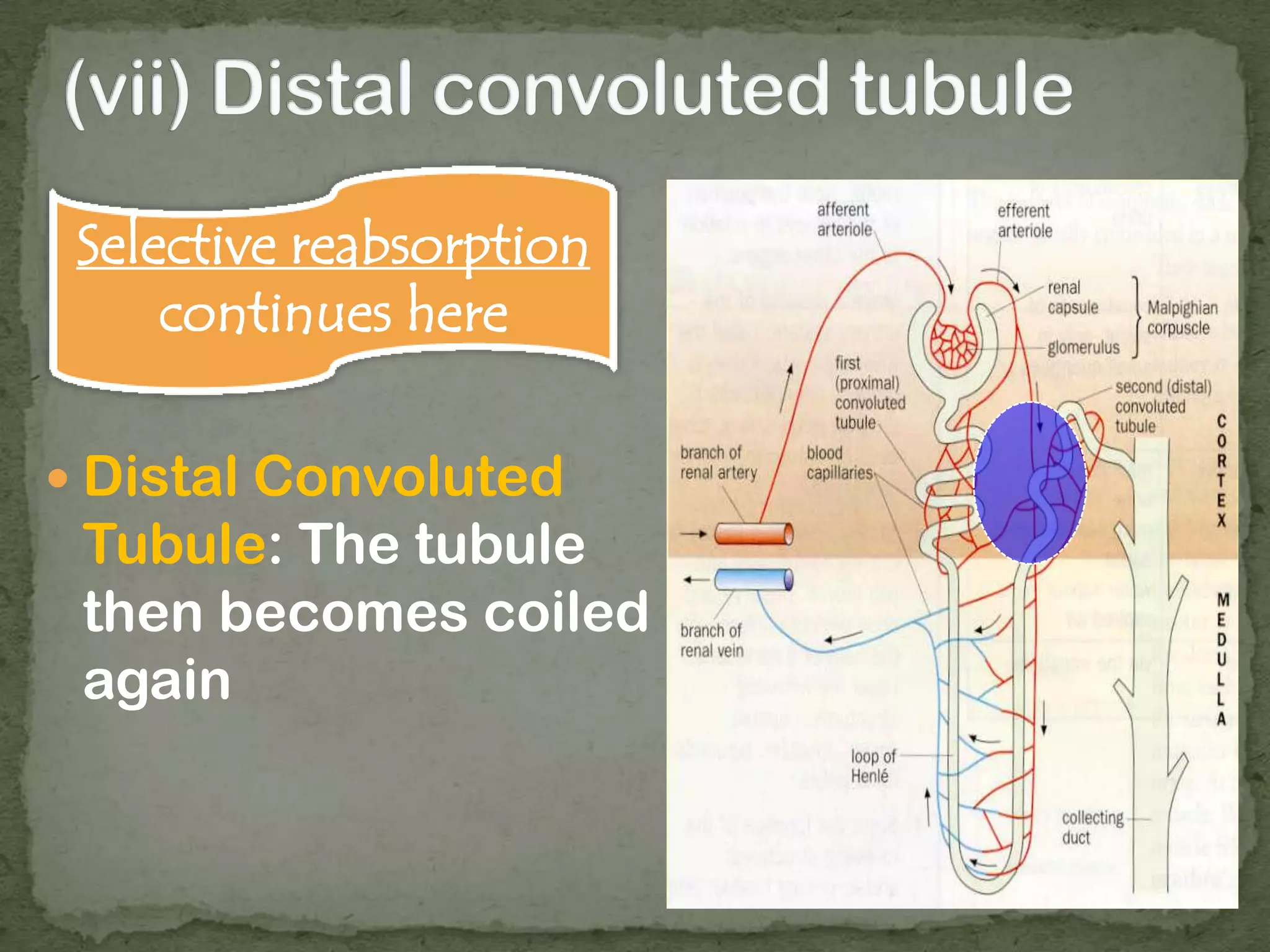  Distal Convoluted
Tubule: The tubule
then becomes coiled
again
Selective reabsorption
continues here
 