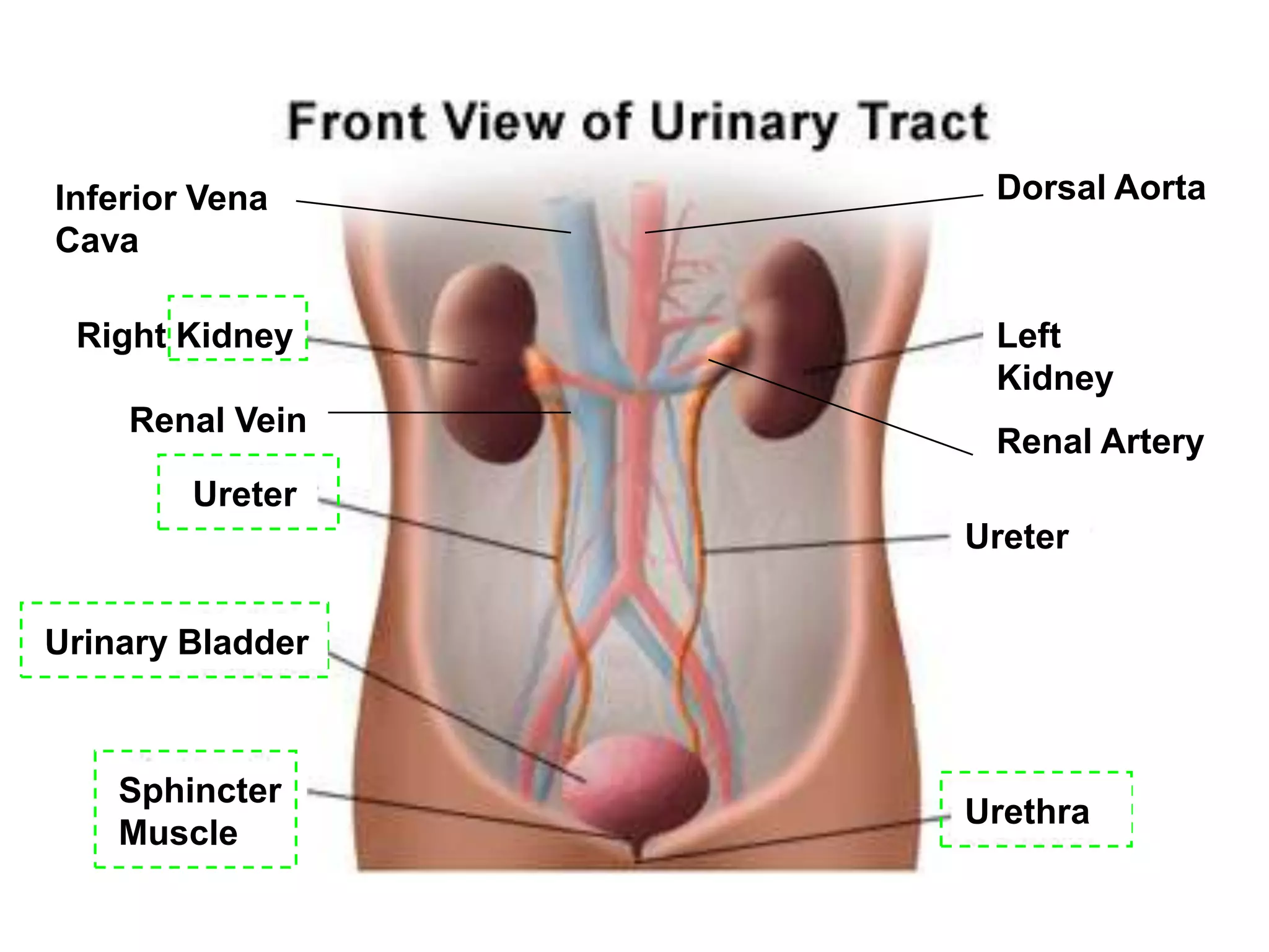 Right Kidney Left
Kidney
Sphincter
Muscle
Inferior Vena
Cava
Dorsal Aorta
Renal Artery
Renal Vein
Ureter
Ureter
Urinary Bladder
Urethra
 