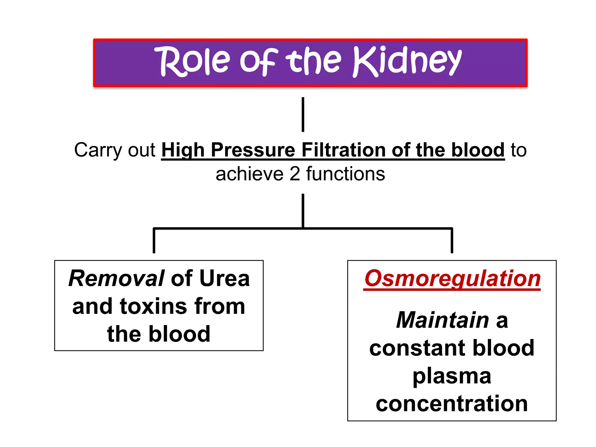 Role of the Kidney
Carry out High Pressure Filtration of the blood to
achieve 2 functions
Removal of Urea
and toxins from
the blood
Osmoregulation
Maintain a
constant blood
plasma
concentration
 