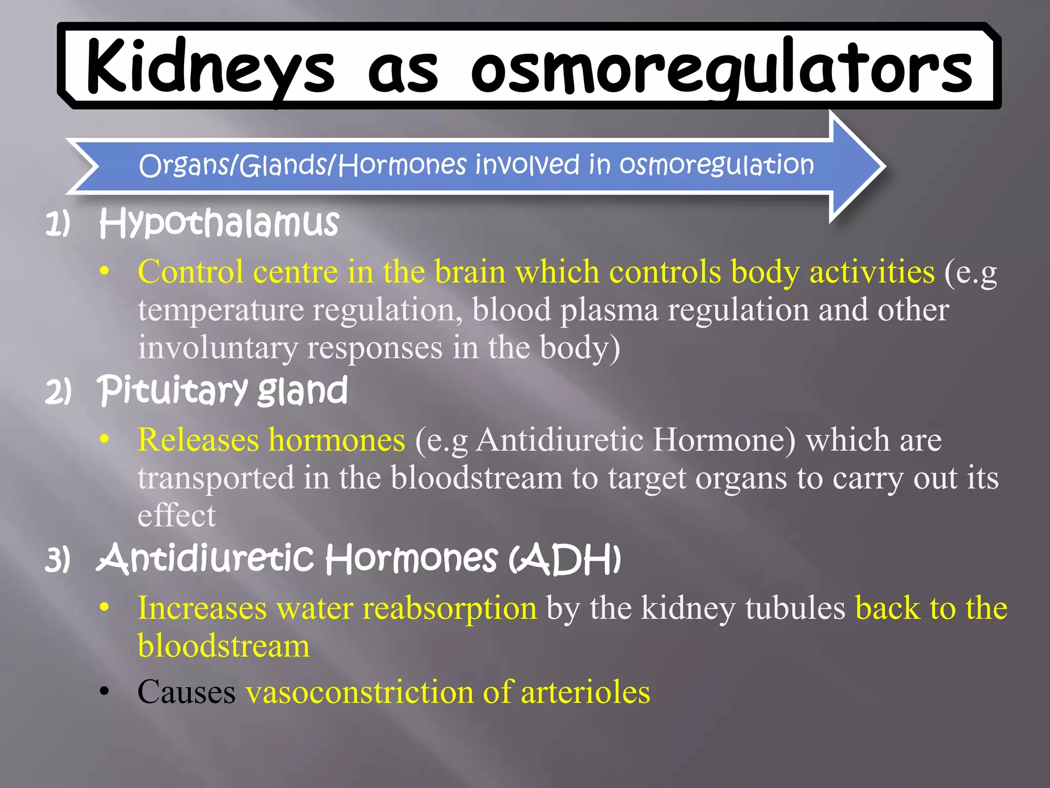 Kidneys as osmoregulators
1) Hypothalamus
• Control centre in the brain which controls body activities (e.g
temperature regulation, blood plasma regulation and other
involuntary responses in the body)
2) Pituitary gland
• Releases hormones (e.g Antidiuretic Hormone) which are
transported in the bloodstream to target organs to carry out its
effect
3) Antidiuretic Hormones (ADH)
• Increases water reabsorption by the kidney tubules back to the
bloodstream
• Causes vasoconstriction of arterioles
Organs/Glands/Hormones involved in osmoregulation
 