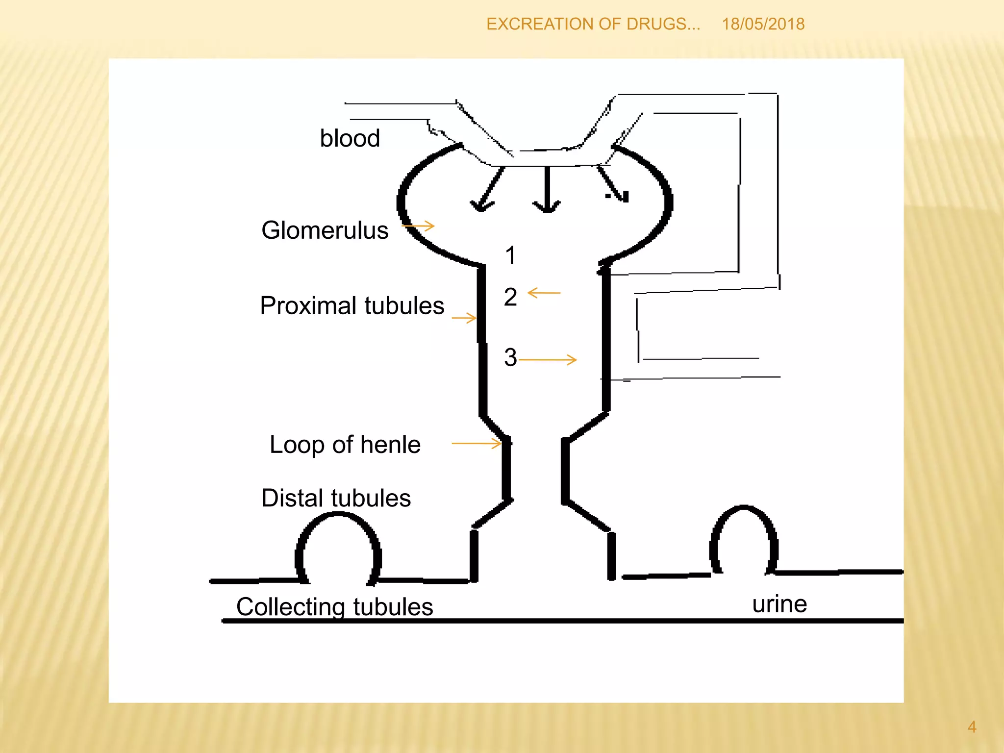 Excretion of drug | PPT
