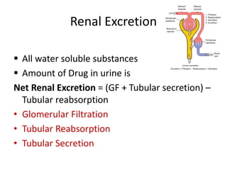 Renal Excretion
 All water soluble substances
 Amount of Drug in urine is
Net Renal Excretion = (GF + Tubular secretion) –
Tubular reabsorption
• Glomerular Filtration
• Tubular Reabsorption
• Tubular Secretion
 