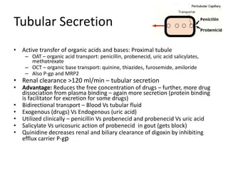 Tubular Secretion
• Active transfer of organic acids and bases: Proximal tubule
– OAT – organic acid transport: penicillin, probenecid, uric acid salicylates,
methotrexate
– OCT – organic base transport: quinine, thiazides, furosemide, amiloride
– Also P-gp and MRP2
• Renal clearance >120 ml/min – tubular secretion
• Advantage: Reduces the free concentration of drugs – further, more drug
dissociation from plasma binding – again more secretion (protein binding
is facilitator for excretion for some drugs)
• Bidirectional transport – Blood Vs tubular fluid
• Exogenous (drugs) Vs Endogenous (uric acid)
• Utilized clinically – penicillin Vs probenecid and probenecid Vs uric acid
• Salicylate Vs uricosuric action of probenecid in gout (gets block)
• Quinidine decreases renal and biliary clearance of digoxin by inhibiting
efflux carrier P-gp
 
