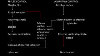 Excretionof urine for dental | PPTX