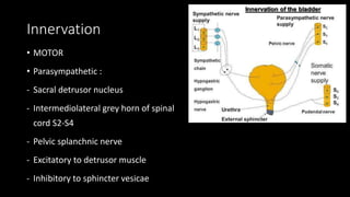 • Somatic motor supply
- Sacral pudental nucleus
- Nucleus of ONUF
- S2,3,4
- Supply to external sphincter
 