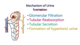 Urinary Secretion EXCRETION PART 1.pptx
