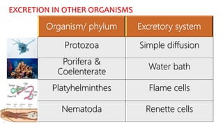 EXCRETION PART 1.pptx