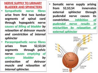 excretion pdf.pdf
