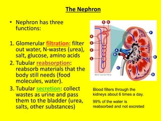 Salt Bladder Excretion power point share | PPT