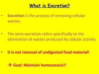 What is Excretion? ,[object Object],[object Object],[object Object],[object Object]