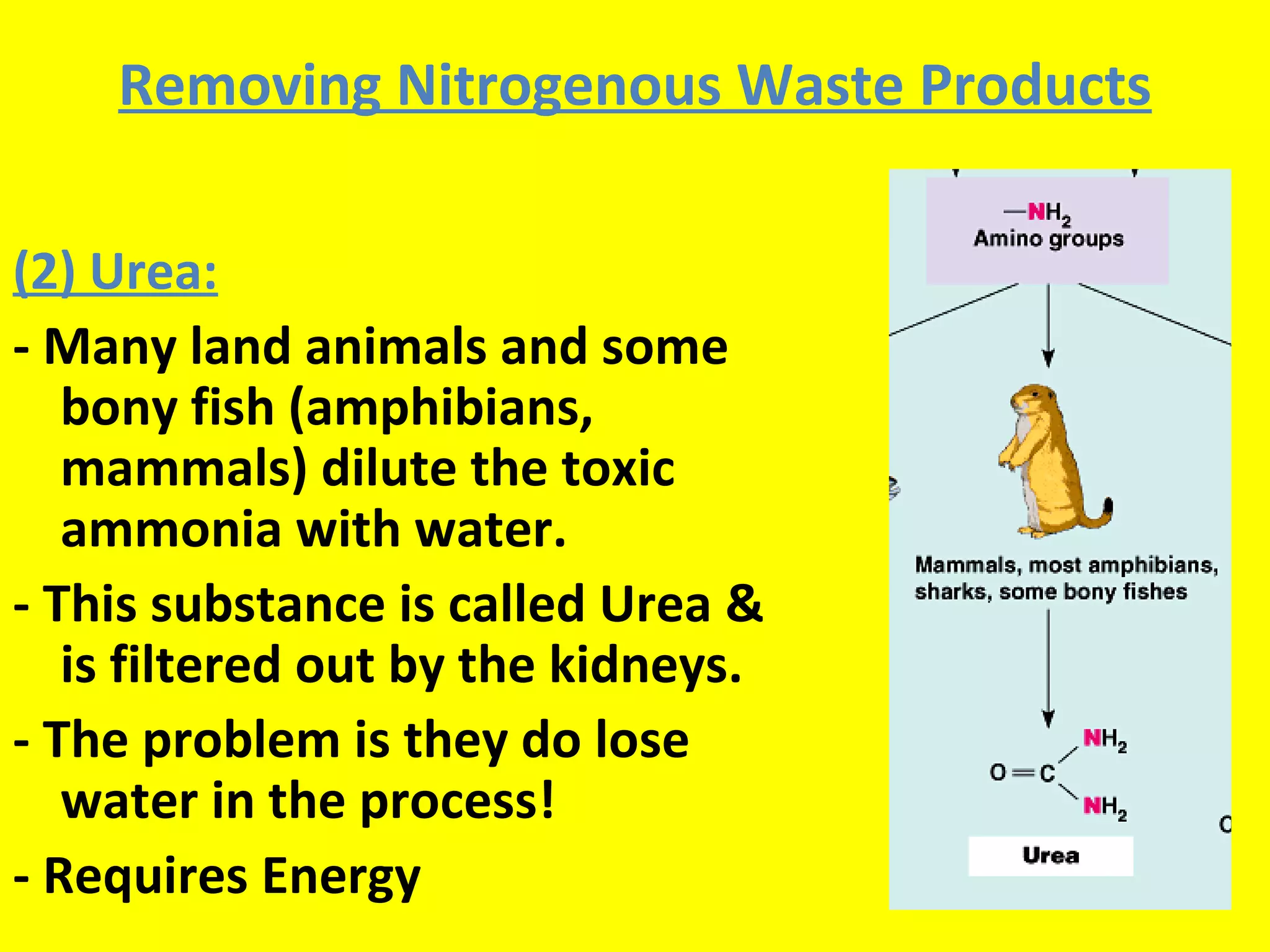 Excretionppt 090508150123-phpapp02 (1) | PPT