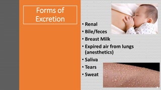 Forms of
Excretion
• Renal
• Bile/feces
• Breast Milk
• Expired air from lungs
(anesthetics)
• Saliva
• Tears
• Sweat
 