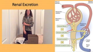 Renal Excretion
 