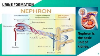 8
Nephron is
the basic
unit of
kidney.
URINE FORMATION
 
