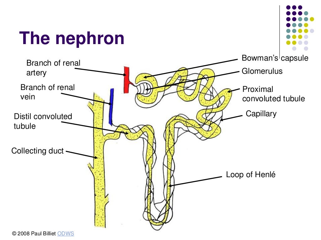 Excretion system of urea in human revise by Ahmed Ghdhban Alziaydi