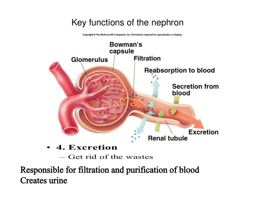 Excretion system of urea in human revise by Ahmed Ghdhban Alziaydi