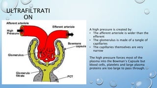 ULTRAFILTRATI
ON
A high pressure is created by:
• The afferent arteriole is wider than the
efferent
• The glomerulus is made of a tangle of
capillaries
• The capillaries themselves are very
narrow
The high pressure forces most of the
plasma into the Bowman’s Capsule but
blood cells, platelets and large plasma
proteins are too large to pass through.
 