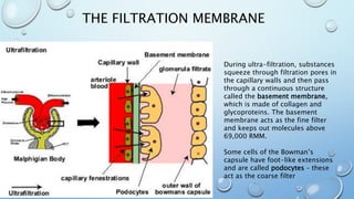 THE FILTRATION MEMBRANE
During ultra-filtration, substances
squeeze through filtration pores in
the capillary walls and then pass
through a continuous structure
called the basement membrane,
which is made of collagen and
glycoproteins. The basement
membrane acts as the fine filter
and keeps out molecules above
69,000 RMM.
Some cells of the Bowman’s
capsule have foot-like extensions
and are called podocytes – these
act as the coarse filter
 