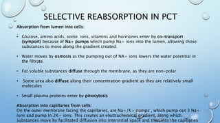 SELECTIVE REABSORPTION IN PCT
Absorption from lumen into cells:
• Glucose, amino acids, some ions, vitamins and hormones enter by co-transport
(symport) because of Na+ pumps which pump Na+ ions into the lumen, allowing those
substances to move along the gradient created.
• Water moves by osmosis as the pumping out of NA+ ions lowers the water potential in
the filtrate
• Fat soluble substances diffuse through the membrane, as they are non-polar
• Some urea also diffuse along their concentration gradient as they are relatively small
molecules
• Small plasma proteins enter by pinocytosis
Absorption into capillaries from cells:
On the outer membrane facing the capillaries, are Na+/K+ pumps , which pump out 3 Na+
ions and pump in 2K+ ions. This creates an electrochemical gradient, along which
substances move by facilitated diffusion into interstitial space and then into the capillaries
 