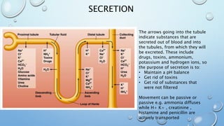 SECRETION
The arrows going into the tubule
indicate substances that are
secreted out of blood and into
the tubules, from which they will
be excreted. These include
drugs, toxins, ammonium,
potassium and hydrogen ions, so
the purpose of secretion is to:
• Maintain a pH balance
• Get rid of toxins
• Get rid of substances that
were not filtered
Movement can be passive or
passive e.g. ammonia diffuses
while H+ K+ , creatinine ,
histamine and penicillin are
actively transported
 