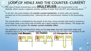 LOOP OF HENLE AND THE COUNTER-CURRENT
MULTIPLIER
The loop of Henle concentrates urine by bringing about a high salt concentration in the
medulla, which causes a vigorous osmotic outflow of water from the DCT and collecting ducts.
To do this, the Loop employs the counter-current mechanism, in which salts are actively
pumped out of the ascending limb , lowering the salt concentration relative to the descending
limb.
The overall effect is multiplied by the length of the loop, hence animals that need to conserve a
lot of water have a very long Loop of Henle and a deep medulla in their kidneys. The longer the
Loop of Henle, the greater the counter-current multiplier effect.
The capillaries in the medulla which make up the vasa recta, have the same loop shape and
therefore also operate on a counter current system, ensuring that the high concentration of salt
in the medulla is not dissipated.
 