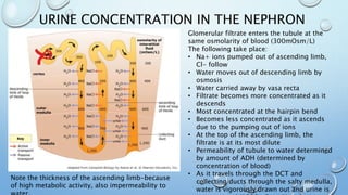 URINE CONCENTRATION IN THE NEPHRON
Glomerular filtrate enters the tubule at the
same osmolarity of blood (300mOsm/L)
The following take place:
• Na+ ions pumped out of ascending limb,
Cl- follow
• Water moves out of descending limb by
osmosis
• Water carried away by vasa recta
• Filtrate becomes more concentrated as it
descends
• Most concentrated at the hairpin bend
• Becomes less concentrated as it ascends
due to the pumping out of ions
• At the top of the ascending limb, the
filtrate is at its most dilute
• Permeability of tubule to water determined
by amount of ADH (determined by
concentration of blood)
• As it travels through the DCT and
collecting ducts through the salty medulla,
water is vigorously drawn out and urine is
Note the thickness of the ascending limb-because
of high metabolic activity, also impermeability to
 