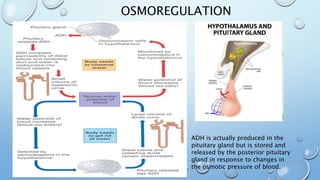 OSMOREGULATION
ADH is actually produced in the
pituitary gland but is stored and
released by the posterior pituitary
gland in response to changes in
the osmotic pressure of blood.
 