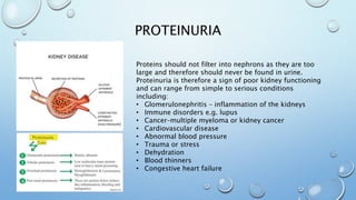 PROTEINURIA
Proteins should not filter into nephrons as they are too
large and therefore should never be found in urine.
Proteinuria is therefore a sign of poor kidney functioning
and can range from simple to serious conditions
including:
• Glomerulonephritis – inflammation of the kidneys
• Immune disorders e.g. lupus
• Cancer–multiple myeloma or kidney cancer
• Cardiovascular disease
• Abnormal blood pressure
• Trauma or stress
• Dehydration
• Blood thinners
• Congestive heart failure
 