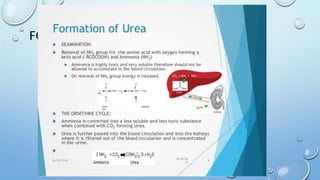 FORMATION OF UREA IN THE LIVER
 