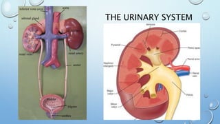 THE URINARY SYSTEM
 