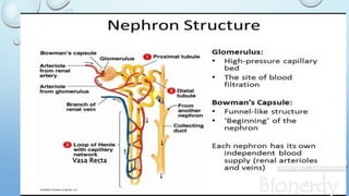 STRUCTURE OF A NEPHRON
Vasa Recta
 