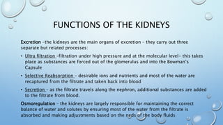 FUNCTIONS OF THE KIDNEYS
Excretion -the kidneys are the main organs of excretion – they carry out three
separate but related processes:
• Ultra filtration –filtration under high pressure and at the molecular level- this takes
place as substances are forced out of the glomerulus and into the Bowman’s
Capsule
• Selective Reabsorption – desirable ions and nutrients and most of the water are
recaptured from the filtrate and taken back into blood
• Secretion – as the filtrate travels along the nephron, additional substances are added
to the filtrate from blood.
Osmoregulation – the kidneys are largely responsible for maintaining the correct
balance of water and solutes by ensuring most of the water from the filtrate is
absorbed and making adjustments based on the neds of the body fluids
 